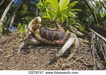 Land crab (Cardisoma sp. ), also known as a mangrove crab; Yap, Micronesia View Large Photo Image Stock Photo - Land crab (Cardisoma sp. ), also known as a mangrove crab; Yap, Micronesia. Fotosearch