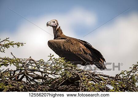 Stock Photograph - Lappet-faced vulture (Torgos tracheliotos) on thorn tree with catchlight, Serengeti; Tanzania. Fotosearch