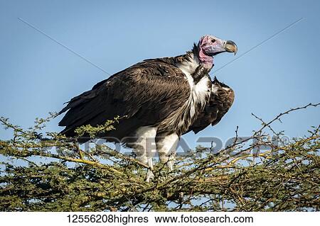Stock Photograph - Lappet-faced vulture (Torgos tracheliotos) on thornbush under blue sky, Serengeti; Tanzania. Fotosearch