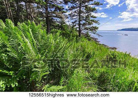 Stock Photograph - Large fern and grass on the coat of the Digby Neck with boat offshore, Bay of Fundy; Nova Scotia, Canada. Fotosearch
