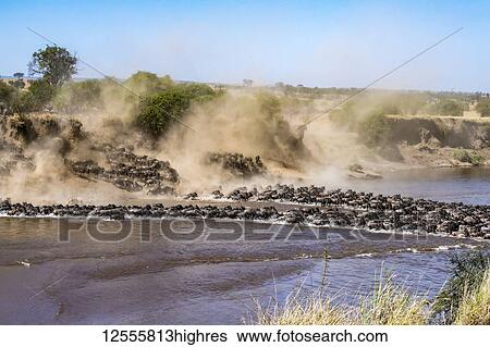 Stock Photograph - Large herd of Wildebeest (Connochaetes taurinus) kick up dust as they plunge down a steep bank to cross the Mara River, Serengeti National Park; Tanzania. Fotosearch