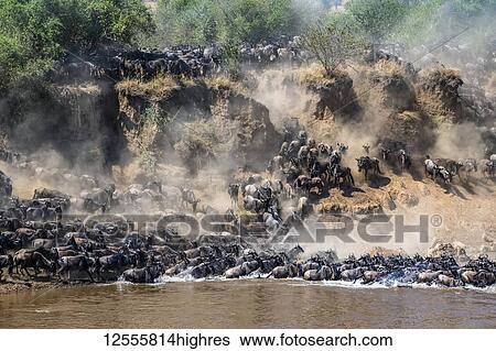 Stock Photograph - Large herd of Wildebeest (Connochaetes taurinus) kick up dust as they descend a steep bank to cross the Mara River, Serengeti National Park; Tanzania. Fotosearch