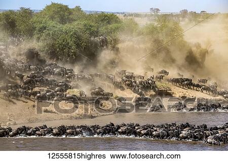 Stock Photograph - Large herd of Wildebeest (Connochaetes taurinus) kick up dust as they plunge down a steep bank to cross the Mara River, Serengeti National Park; Tanzania. Fotosearch