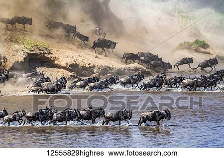 Large herd of Wildebeest (Connochaetes taurinus) kick up dust as they plunge down a steep bank to cross the Mara River, Serengeti National Park; Tanzania View Large Photo Image Stock Photograph - Large herd of Wildebeest (Connochaetes taurinus) kick up dust as they plunge down a steep bank to cross the Mara River, Serengeti National Park; Tanzania. Fotosearch