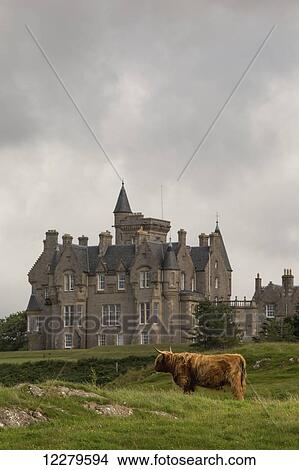 Picture - Large house and highland cattle in a grass field; Isle of Mull, Argyll and Bute, Scotland. Fotosearch