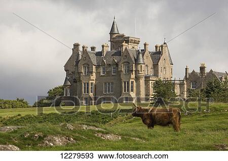 Stock Image - Large house and highland cattle in a grass field; Isle of Mull, Argyll and Bute, Scotland. Fotosearch