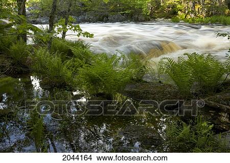 Late Spring Cinnamon Ferns And Pool Beside The Liscomb River Near The Liscomb Game Sanctuary Boundary, Nova Scotia View Large Photo Image Picture - Late Spring Cinnamon Ferns And Pool Beside The Liscomb River Near The Liscomb Game Sanctuary Boundary, Nova Scotia. Fotosearch