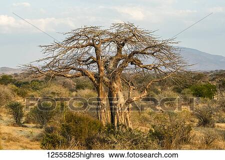 Leafless Baobab tree (Adansonia Digitata) with trunk scarred by Elephants in Ruaha National Park; Tanzania View Large Photo Image Stock Photograph - Leafless Baobab tree (Adansonia Digitata) with trunk scarred by Elephants in Ruaha National Park; Tanzania. Fotosearch