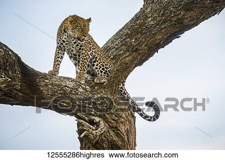 Leopard (Panthera pardus) crouching in tree in the Ndutu area of the Ngorongoro Crater Conservation Area on the Serengeti Plains; Tanzania View Large Photo Image Stock Photograph - Leopard (Panthera pardus) crouching in tree in the Ndutu area of the Ngorongoro Crater Conservation Area on the Serengeti Plains; Tanzania. Fotosearch