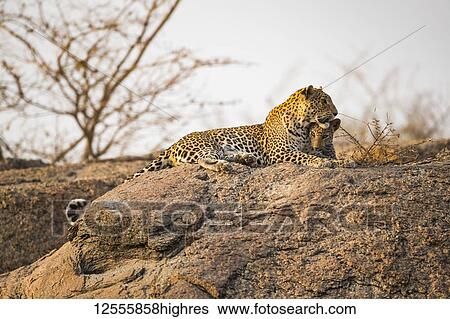 Leopard (Panthera pardus) lays on a rock looking to the right, Northern India; Rajasthan, India View Large Photo Image Stock Photograph - Leopard (Panthera pardus) lays on a rock looking to the right, Northern India; Rajasthan, India. Fotosearch