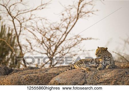 Stock Photograph - Leopard (Panthera pardus) lays on a rock looking to the left, Northern India; Rajasthan, India. Fotosearch
