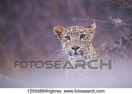 Leopard (Panthera pardus) looking at the camera; Rajasthan, India View Large Photo Image Stock Photograph - Leopard (Panthera pardus) looking at the camera; Rajasthan, India. Fotosearch