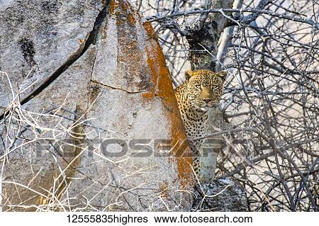 Stock Photograph - Leopard (Panthera pardus) peers from behind a lichen-covered rock in Ruaha National Park; Tanzania. Fotosearch