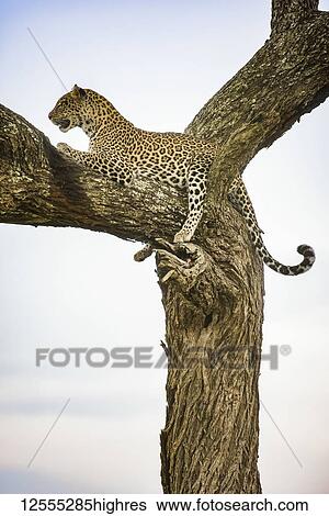 Stock Photograph - Leopard (Panthera pardus) resting in tree in the Ndutu area of the Ngorongoro Crater Conservation Area on the Serengeti Plains; Tanzania. Fotosearch