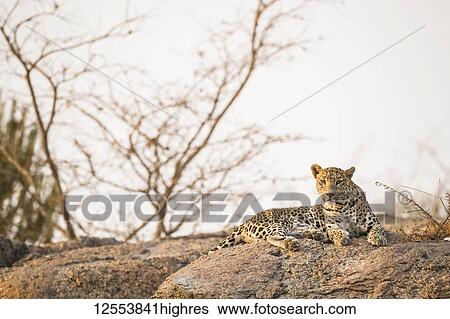 Leopard (Panthera pardus) resting on a rock in the sunset light in Northern India; Rajasthan, India View Large Photo Image Stock Photograph - Leopard (Panthera pardus) resting on a rock in the sunset light in Northern India; Rajasthan, India. Fotosearch