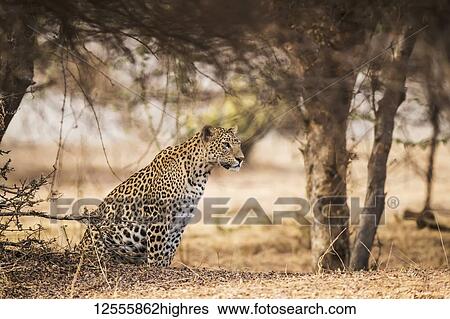 Stock Photograph - Leopard (Panthera pardus) sits under a tree looking to the right, Northern India; Rajasthan, India. Fotosearch