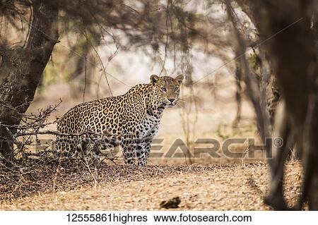 Leopard (Panthera pardus) stands under a tree looking to the right, Northern India; Rajasthan, India View Large Photo Image Stock Photograph - Leopard (Panthera pardus) stands under a tree looking to the right, Northern India; Rajasthan, India. Fotosearch