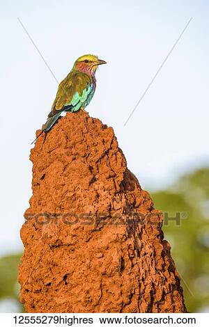 Lilac-breasted Roller (Coracias caudata) perched on termite mound in Tarangire National Park; Tanzania View Large Photo Image Stock Photograph - Lilac-breasted Roller (Coracias caudata) perched on termite mound in Tarangire National Park; Tanzania. Fotosearch