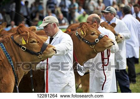 Picture - Limousin beef cattle being showed at the Royal Welsh show; Wales. Fotosearch