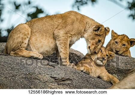 Lion cub (Panthera leo) nuzzles another as sibling watches, Serengeti; Tanzania View Large Photo Image Stock Photograph - Lion cub (Panthera leo) nuzzles another as sibling watches, Serengeti; Tanzania. Fotosearch