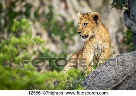 Stock Photograph - Lion cub (Panthera Leo) sits on rock among bushes, Serengeti; Tanzania. Fotosearch