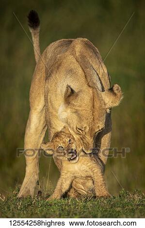 Stock Photograph - Lioness (Panthera leo) bends to bite cub on neck, Serengeti National Park; Tanzania. Fotosearch