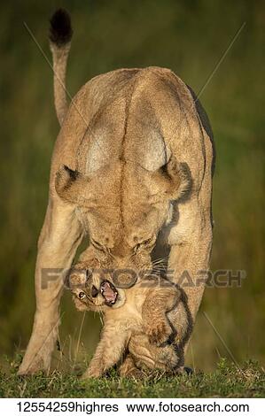 Lioness (Panthera leo) stands biting cub in golden light, Serengeti National Park; Tanzania View Large Photo Image Stock Photograph - Lioness (Panthera leo) stands biting cub in golden light, Serengeti National Park; Tanzania. Fotosearch