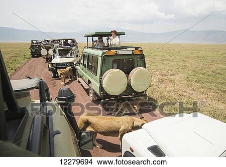 Picture - Lions walk and lay on the road as tourists in safari vehicles take pictures in Ngorongoro Crater Conservation Area; Tanzania. Fotosearch