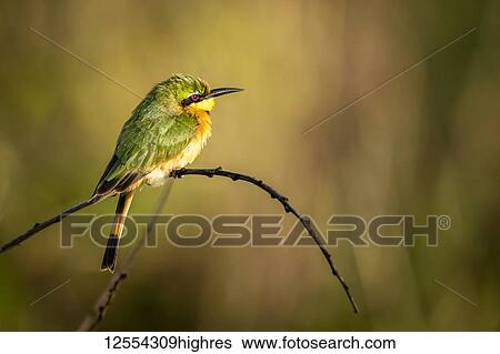 Stock Photograph - Little bee-eater (Merops pusillus) on bent branch facing right, Serengeti National Park; Tanzania. Fotosearch