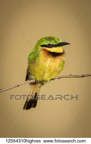 Little bee-eater (Merops pusillus) on bent branch facing right, Serengeti National Park; Tanzania View Large Photo Image Stock Photograph - Little bee-eater (Merops pusillus) on bent branch facing right, Serengeti National Park; Tanzania. Fotosearch