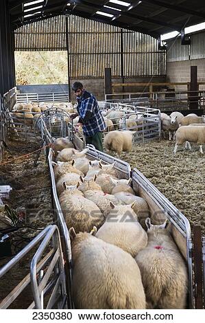 Stock Image - Livestock - A sheep producer sorting sheep down a race in a barn / Scottish Borders, United Kingdom.. Fotosearch
