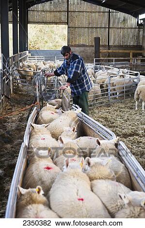 Stock Image - Livestock - A sheep producer sorting sheep down a race in a barn / Scottish Borders, United Kingdom.. Fotosearch