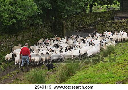 Stock Image - Livestock - A shepherd taking his flock of Swaledale ewes up a farm track / Cumbria, England, United Kingdom.. Fotosearch