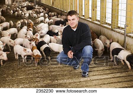 Livestock - A young pork producer poses inside a hog confinement facility with young pigs behind him / near Shoeneck, Pennsylvania, USA. View Large Photo Image Stock Image - Livestock - A young pork producer poses inside a hog confinement facility with young pigs behind him / near Shoeneck, Pennsylvania, USA.. Fotosearch