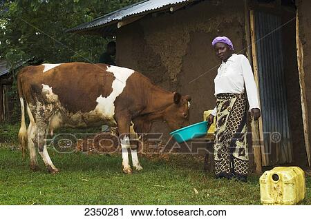 Stock Image - Livestock - An African woman outside a mud hut feeds her Ayrshire dairy cow by hand out of plastic container / Kenya, Africa.. Fotosearch