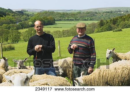 Livestock - Father and son sheep producers leaning on shepherd crooks in middle of flock of Blue Faced Leicester rams / Hexham, Northumberland, England, United Kingdom. View Large Photo Image Stock Photo - Livestock - Father and son sheep producers leaning on shepherd crooks in middle of flock of Blue Faced Leicester rams / Hexham, Northumberland, England, United Kingdom.. Fotosearch