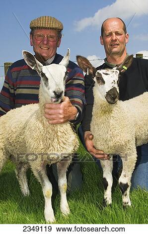 Stock Photo - Livestock - Father and son sheep producers pose with young Blue Faced Leicester lambs / Hexham, Northumberland, England, United Kingdom.. Fotosearch