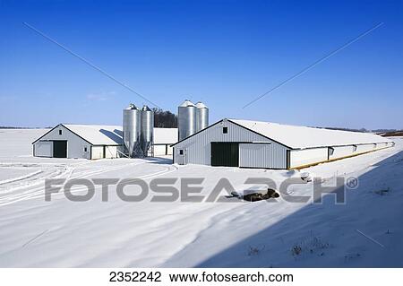Stock Image - Livestock - Newly constructed poultry houses with feed silos in Winter snow / near Strasburg, Pennsylvania, USA.. Fotosearch