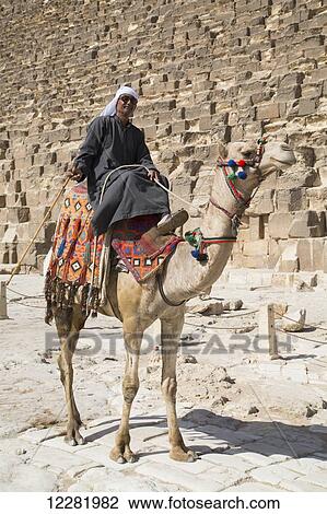Stock Image - Local man on his camel, Great Pyramid of Cheops in the background, The Giza Pyramids; Giza, Egypt. Fotosearch