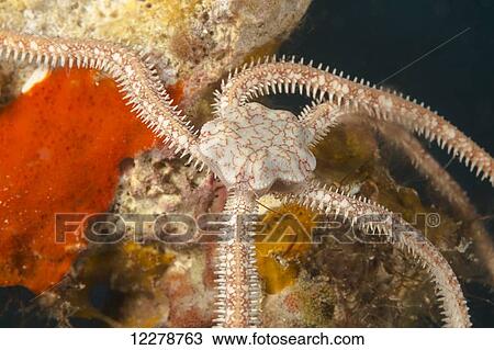 Stock Image - Long-arm brittle star (Ophionereis porrecta); Hawaii, United States of America. Fotosearch