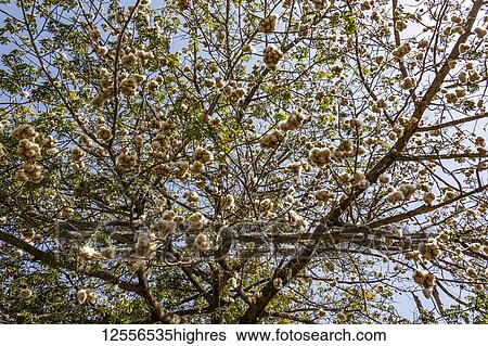 Stock Photograph - Low angle view of a cotton tree against a blue sky, Koka Reservoir (Lake Gelila); Oromia, Ethiopia. Fotosearch