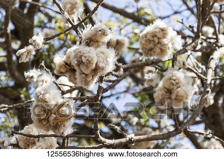 Low angle view of a cotton tree against a blue sky, Koka Reservoir (Lake Gelila); Oromia, Ethiopia View Large Photo Image Stock Photograph - Low angle view of a cotton tree against a blue sky, Koka Reservoir (Lake Gelila); Oromia, Ethiopia. Fotosearch