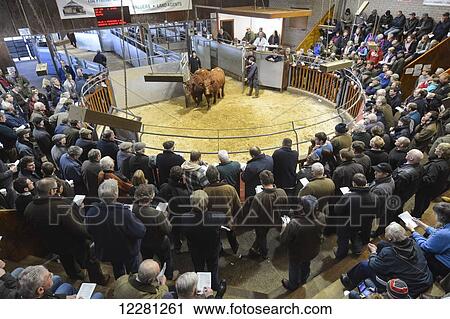 Luing cattle in sale ring at Castle Douglas; Scotland View Large Photo Image Stock Image - Luing cattle in sale ring at Castle Douglas; Scotland. Fotosearch