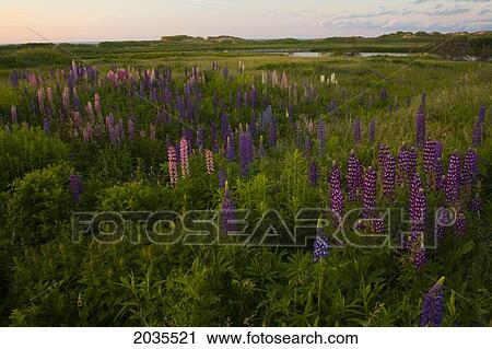 Stock Image - Lupines And Pond At Twilight, Brackley Beach, Prince Edward Island. Fotosearch