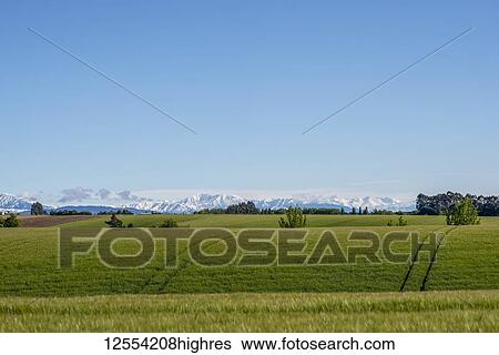 Lush, green farmland with mountain range in the distance,; Canterbury, South Island, New Zealand View Large Photo Image Stock Photograph - Lush, green farmland with mountain range in the distance,; Canterbury, South Island, New Zealand. Fotosearch