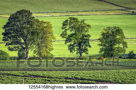 Stock Photograph - Lush green potato fields and trees on the Black Isle; Rosemarkie, Ross and Cromarty, Scotland. Fotosearch