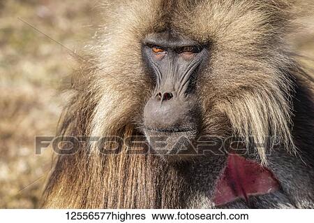 Stock Photograph - Male Gelada (Theropithecus gelada), Simien National Park; Amhara Region, Ethiopia. Fotosearch