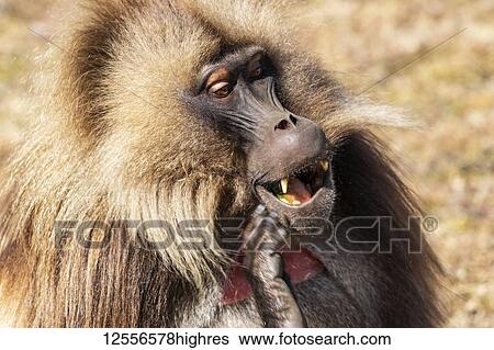 Stock Photograph - Male Gelada (Theropithecus gelada), Simien National Park; Amhara Region, Ethiopia. Fotosearch