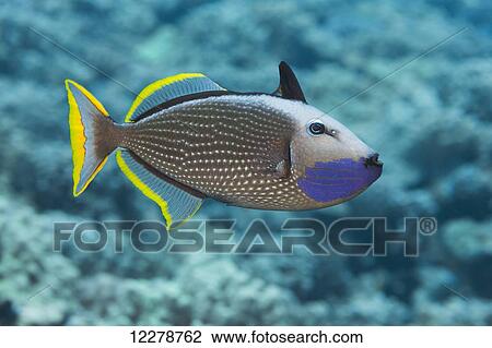 Stock Image - Male gilded triggerfish (Xanthichthys auromarginatus); Hawaii, United States of America. Fotosearch
