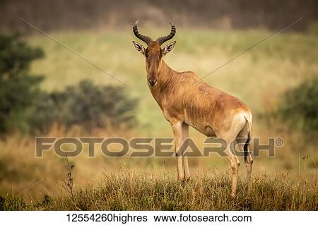 Stock Photograph - Male hartebeest (Alcelaphus buselaphus cokii) stands on mound eyeing camera, Serengeti National Park; Tanzania. Fotosearch